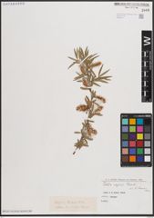 Foto von Salix capusii Franch.